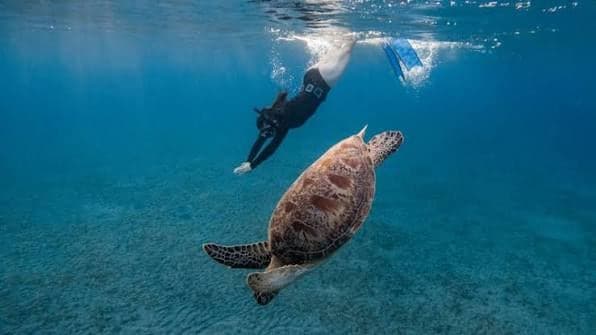Snorkeler diving down towards a sea turtle over a seagrass bed, the encounter people hope for at Abu Dabbab