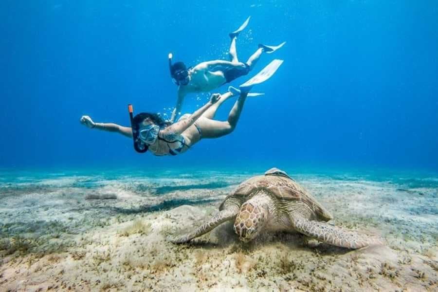 Abu Dabbab snorkeling: two snorkelers above a green sea turtle grazing on seagrass