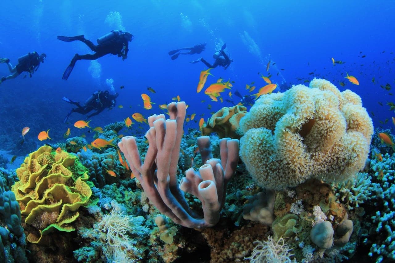 Divers swimming over a colourful coral reef with orange reef fish on a Marsa Alam dive