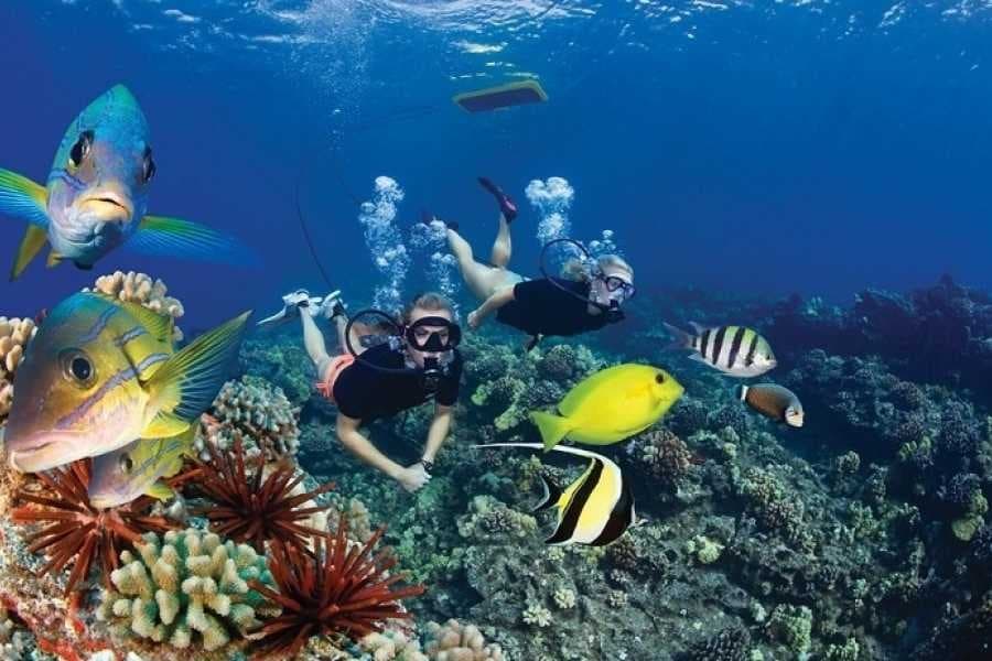 Divers exploring a coral reef with tropical fish and sea urchins