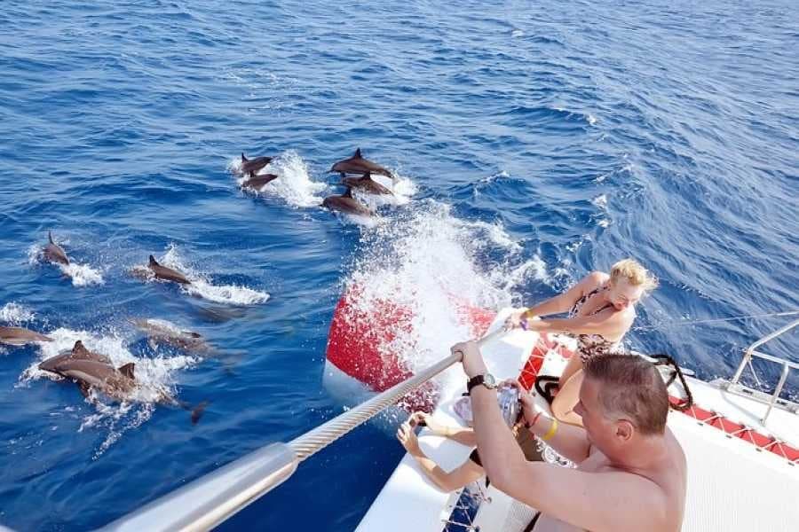 Sataya dolphin reef trip: guests on a boat watching wild dolphins swim alongside